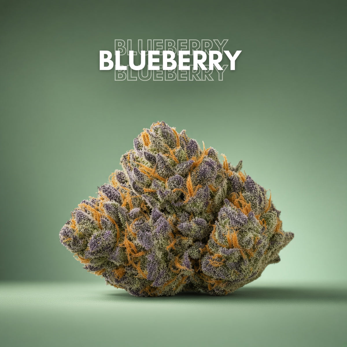 Fleurs de CBD Blueberry – Greenhouse