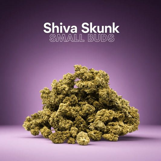 Small Buds-Shiva Skunk