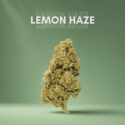 Fleurs CBD Lemon Haze – Greenhouse