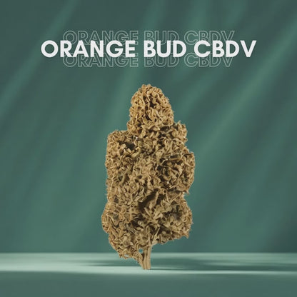 Fleurs CBD Orange bud