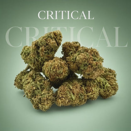 Critical